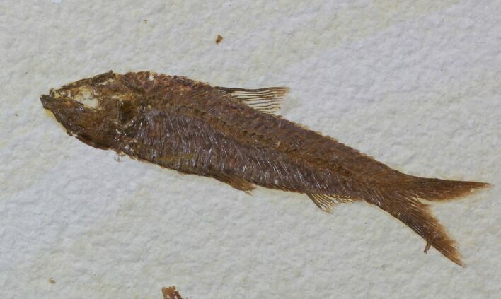 Knightia Fossil Fish - Wyoming #59238